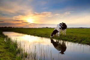 Image depicting cows drinking from a river in sunset.